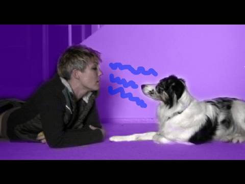 How to communicate with a dog in his own language- dog training dog communication