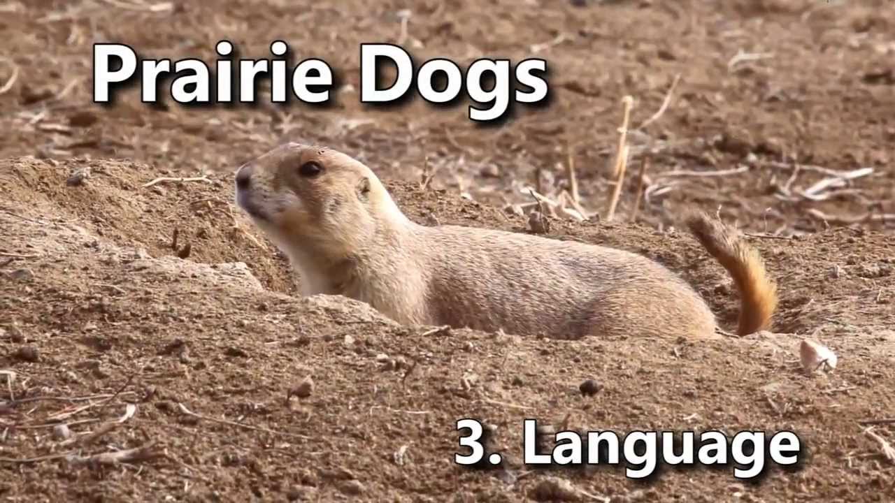 Prairie Dogs: America’s Meerkats – Language