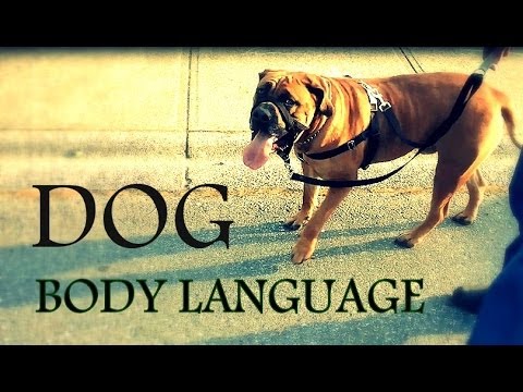 Understanding Dog Body Language – Learn how to read dogs behavior better