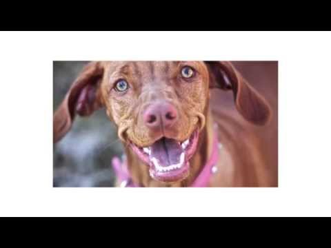 Dog Body Language – What your dog is desperately trying to tell you! www.thefamilydog.com