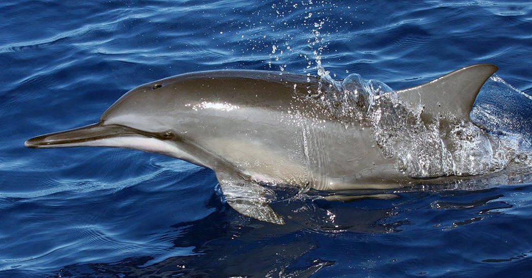 Tracking Dolphins With Algorithms You Might Find on Facebook