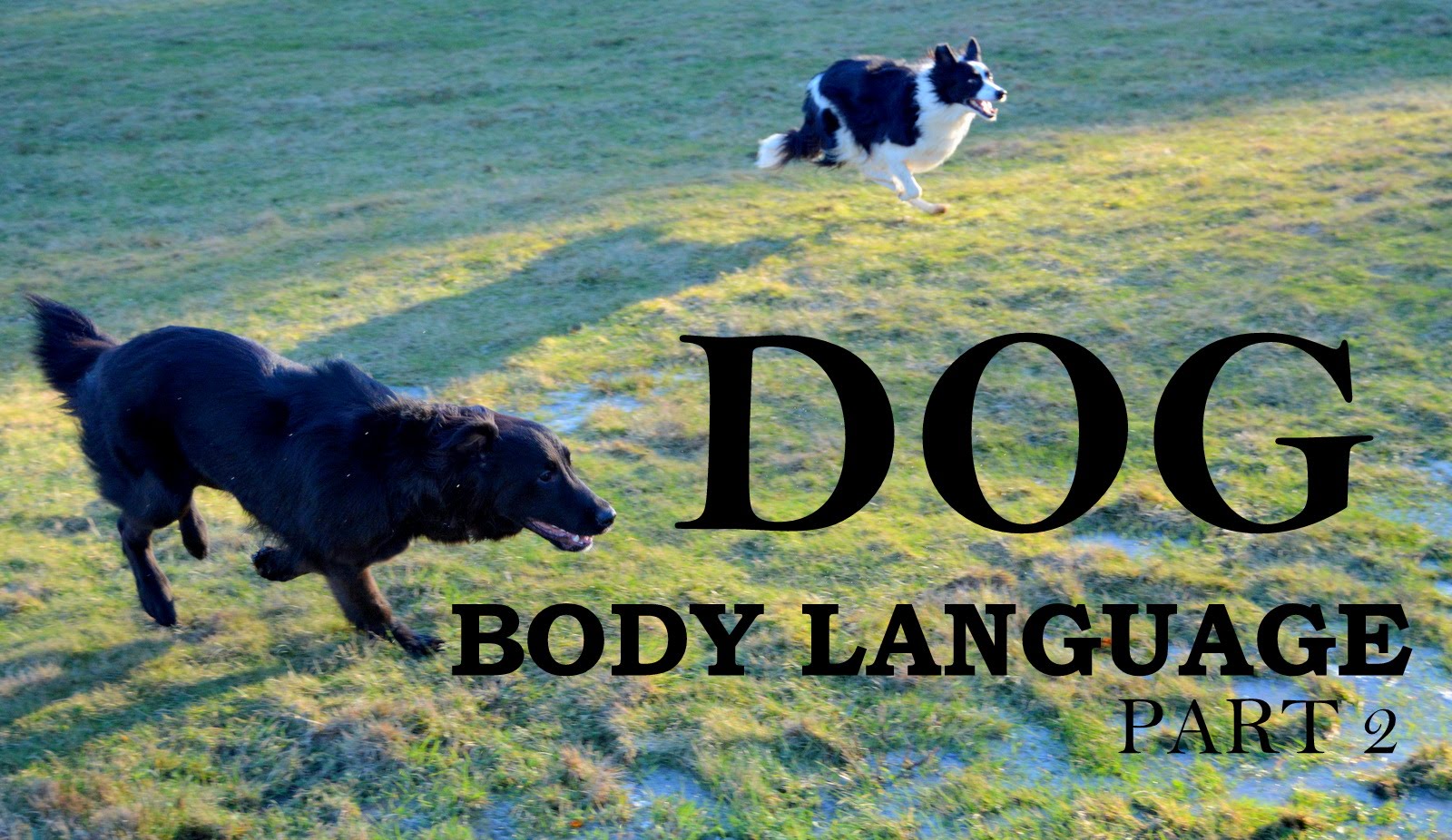 Understanding Dog Body Language – Part 2