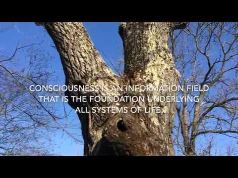 Distillation | Consciousness Is An Information Field
