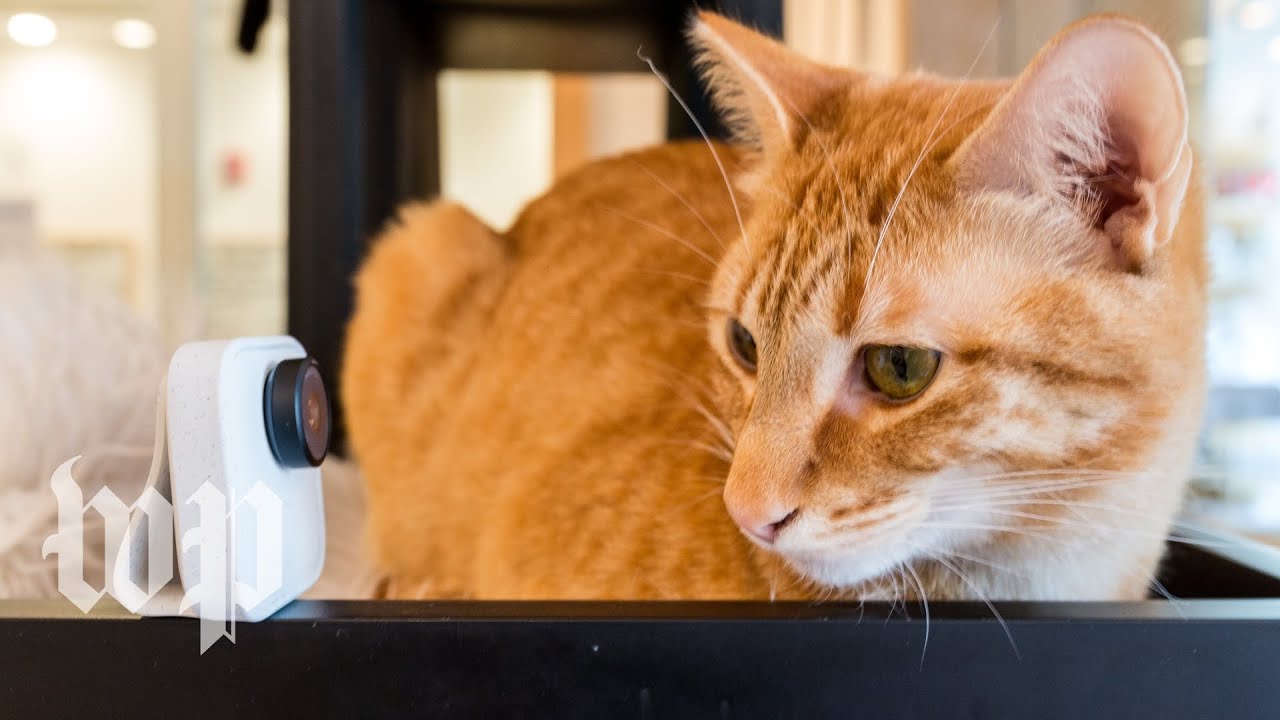 We tested Clips, Google’s new artificial intelligence camera, on cats