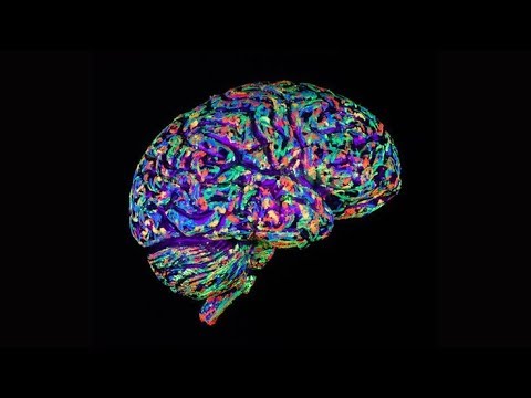 Human Brains Possess Quantum Characteristics