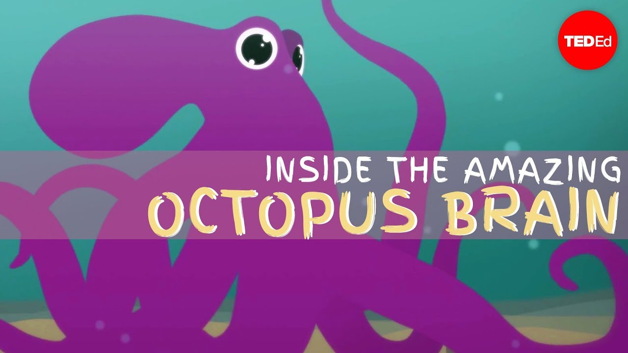 Why the octopus brain is so extraordinary – Cláudio L. Guerra