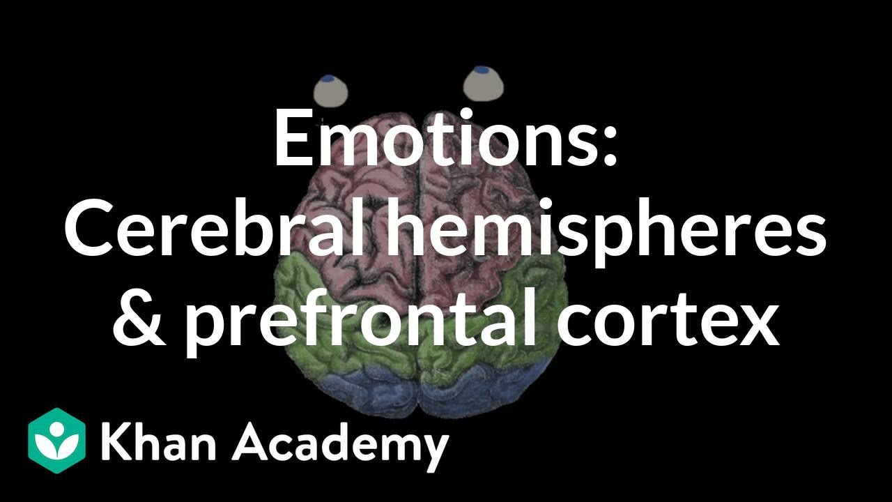 Emotions: cerebral hemispheres and prefrontal cortex | MCAT | Khan Academy