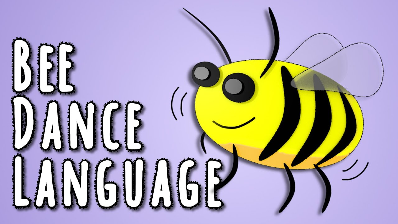 Bee Dance Language – the linguistics behind animal language