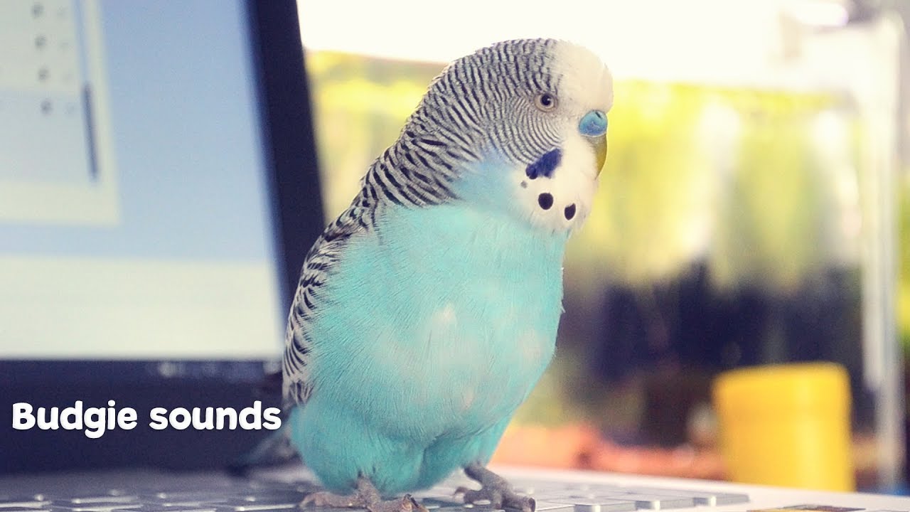 Budgie Sounds Meaning