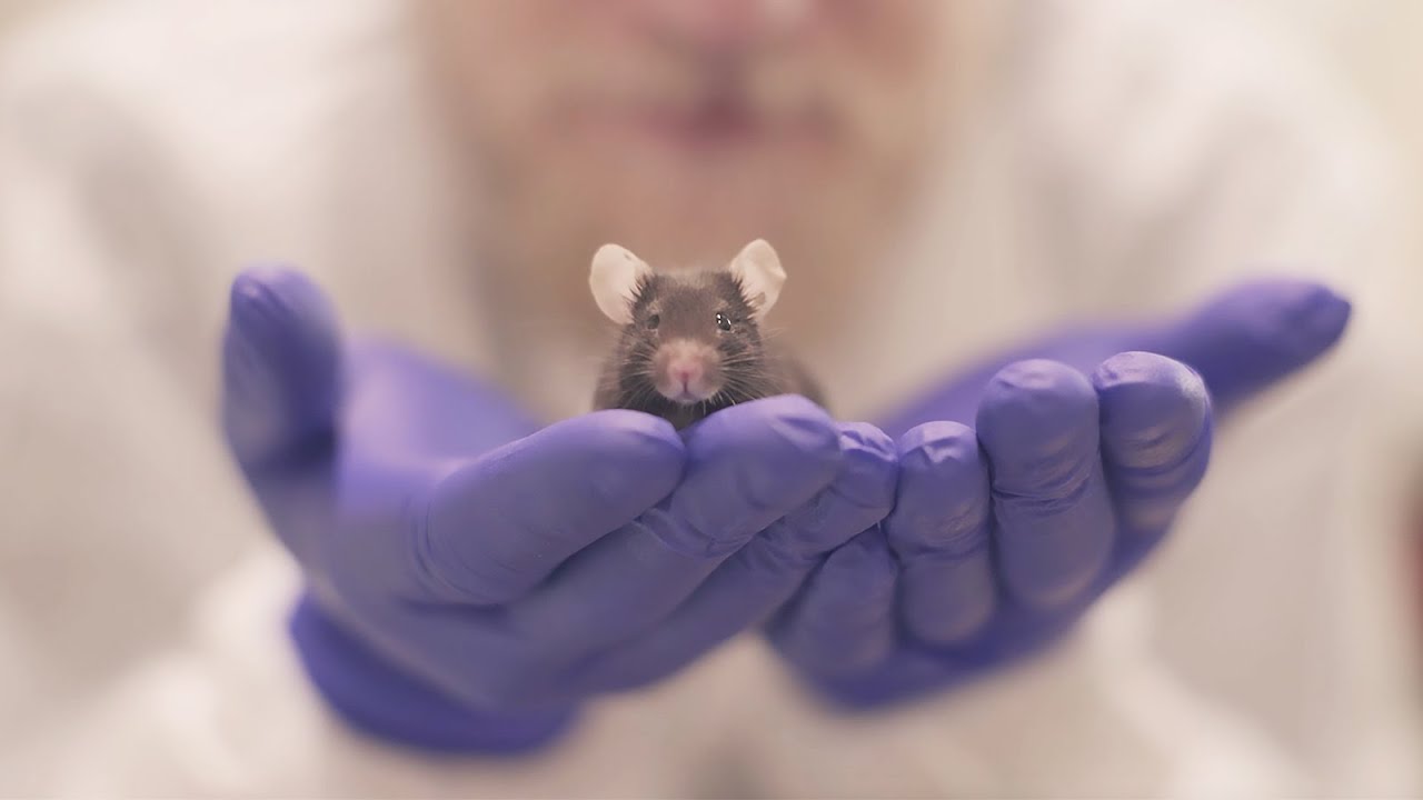 Studying Consciousness in the Mouse