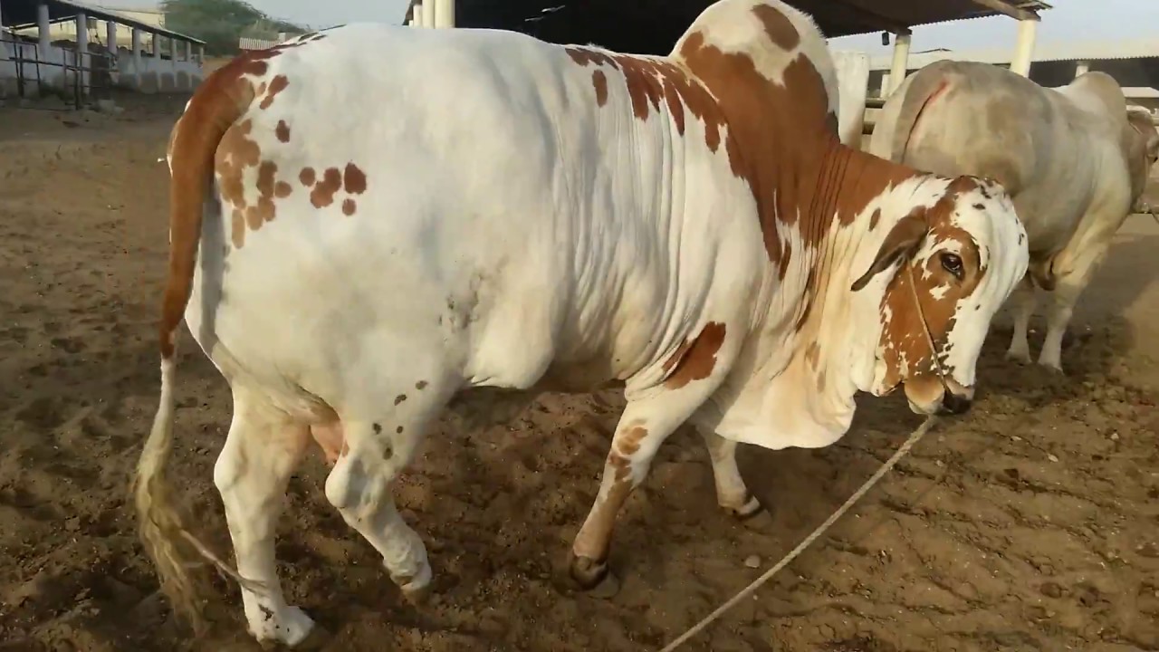 Modern Farming || Intelligent Machines || Sindh Dairy & Cattle Farm || Qurbani Videos