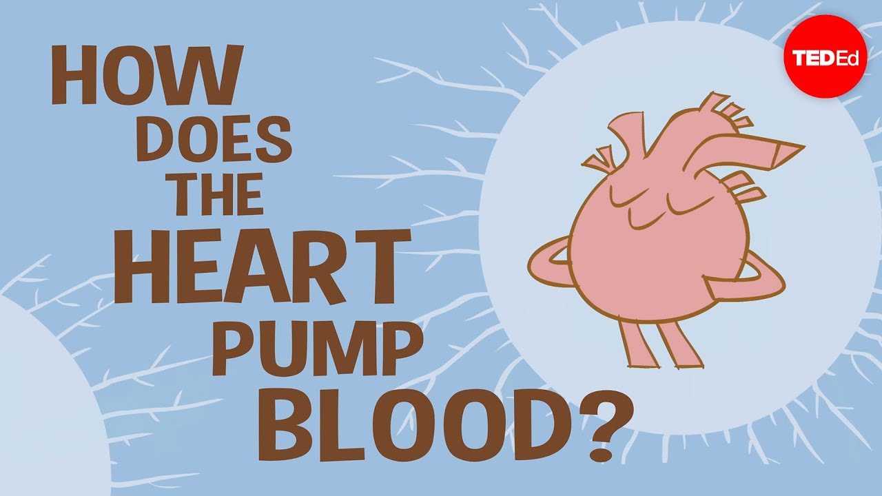 How the heart actually pumps blood – Edmond Hui