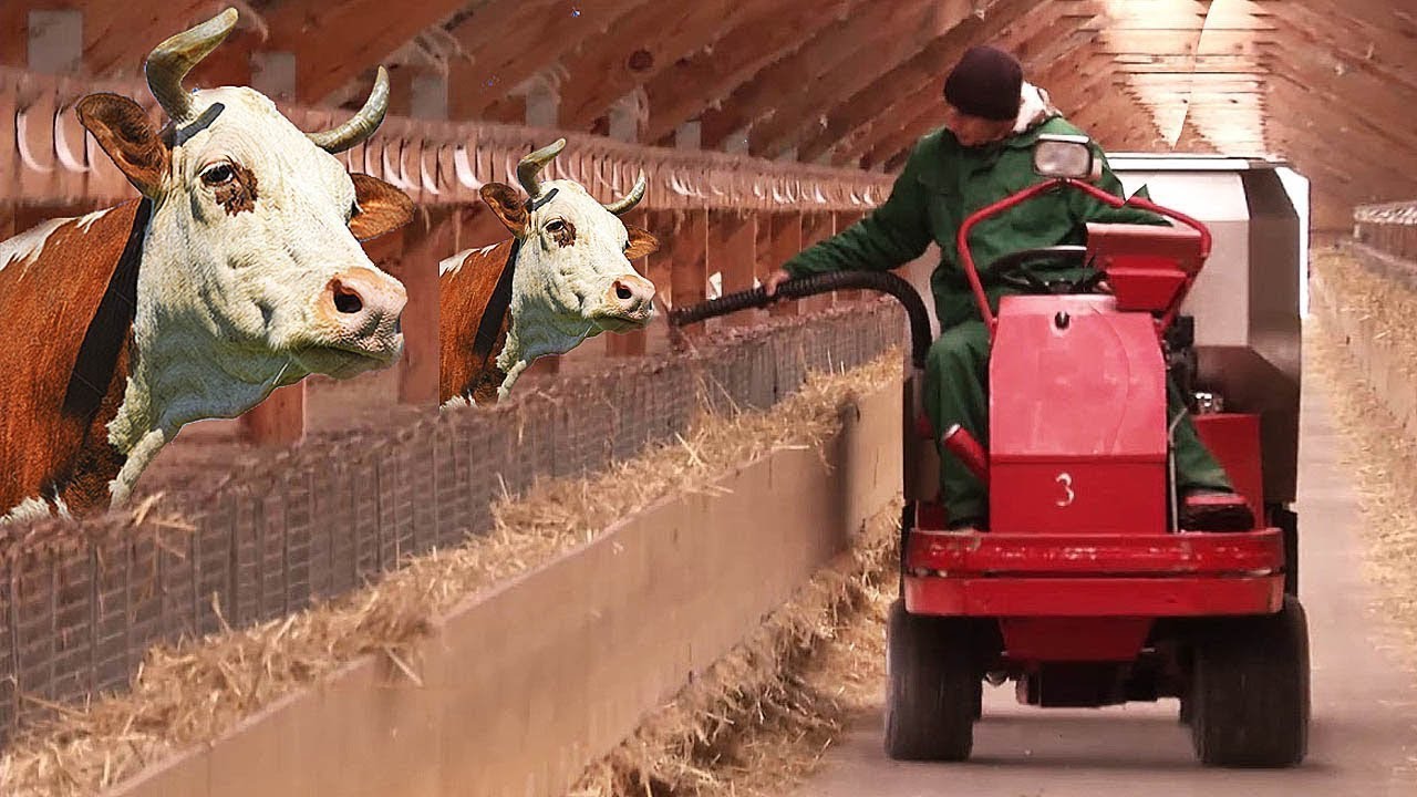 Intelligent Technology Automatic Cow Hay Silo Feeding Machine VOLVO Loader Tractor Smart Farming