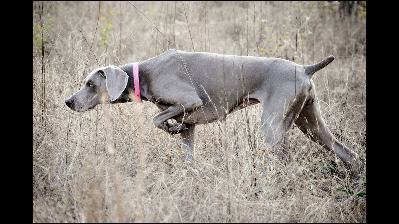 top 10 stop hunting dog German Shorthaired Pointer braco aleman braque allemand