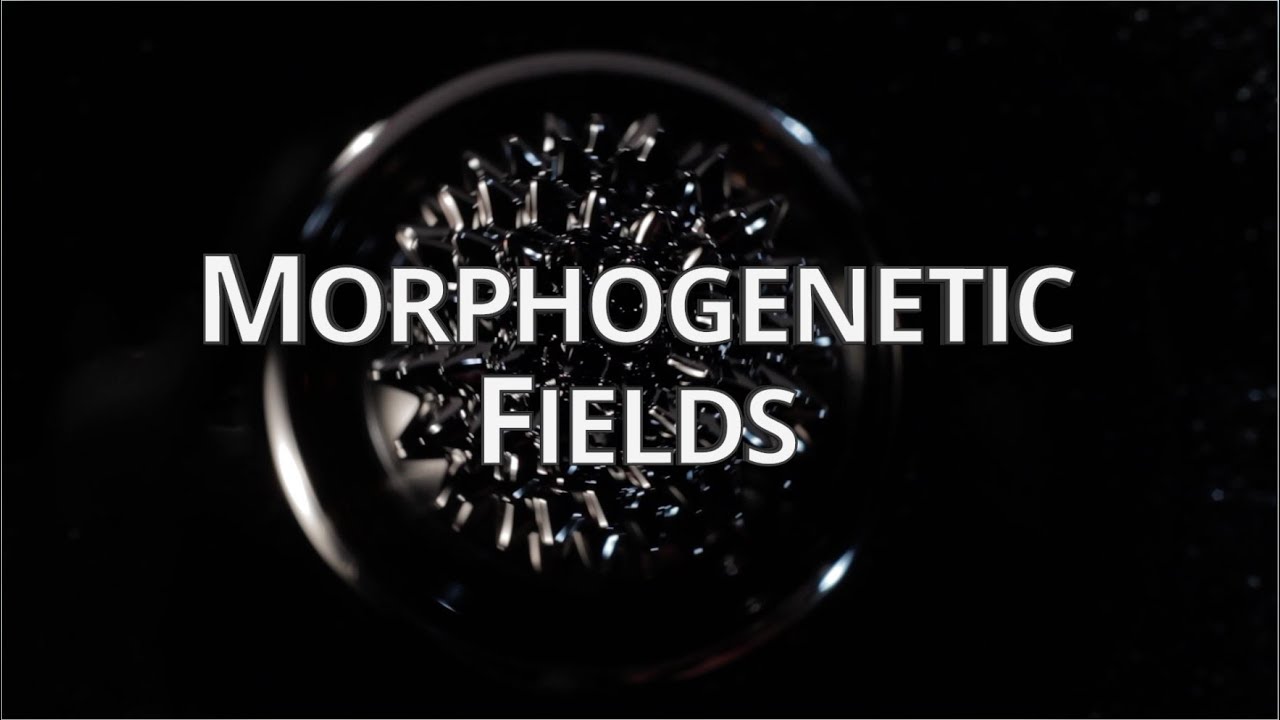 What Are Morphogenetic Fields? – Quantum University