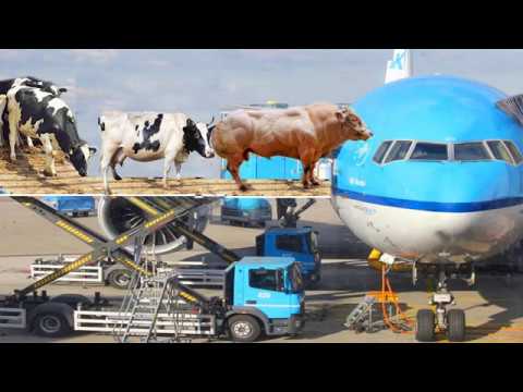 Intelligent Technology UIA Flight Plane, Pretty Girl, Tractor CASE IH MAGNUM​, LS, Lovol Cow Milking