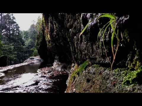 Gentle Stream in Rainforest 4 Hours | For relaxation, sleep & mindfulness