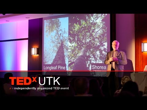 Sherlock, symbols, sacralization — tree semiotics: Lytton Musselman at TEDxUTK 2014