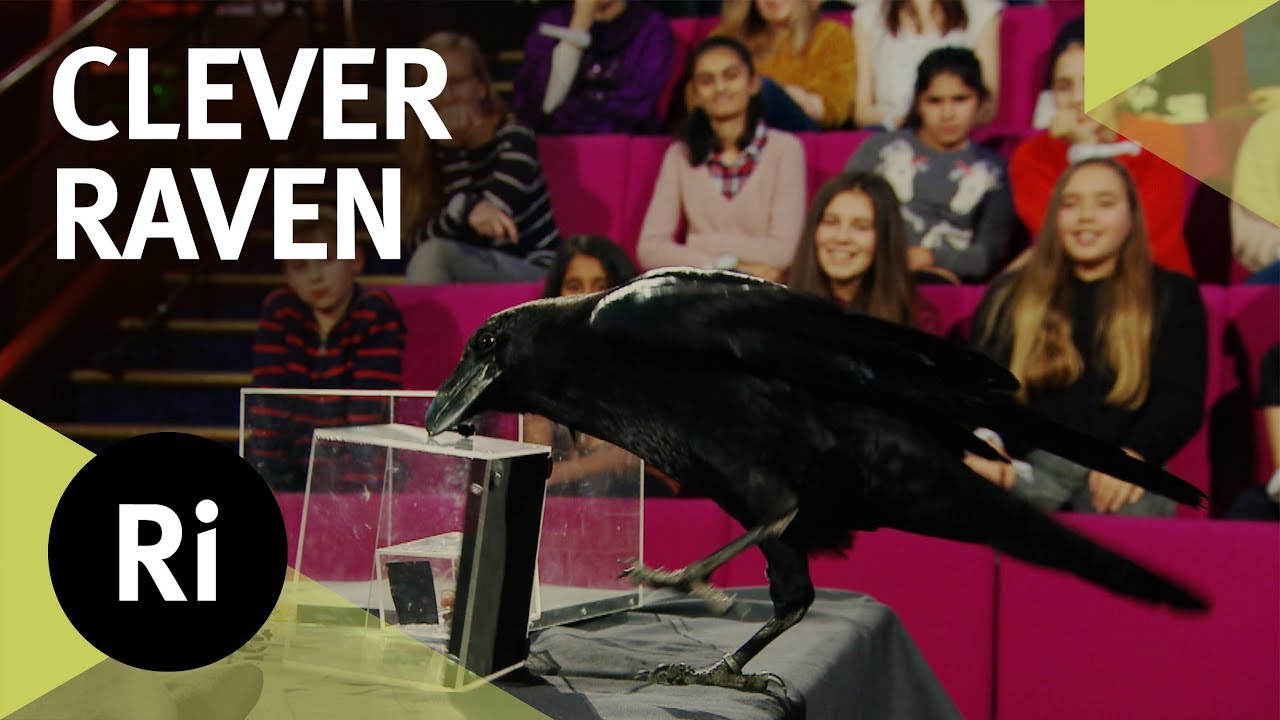 Brann the Clever Raven – 2017 CHRISTMAS LECTURES