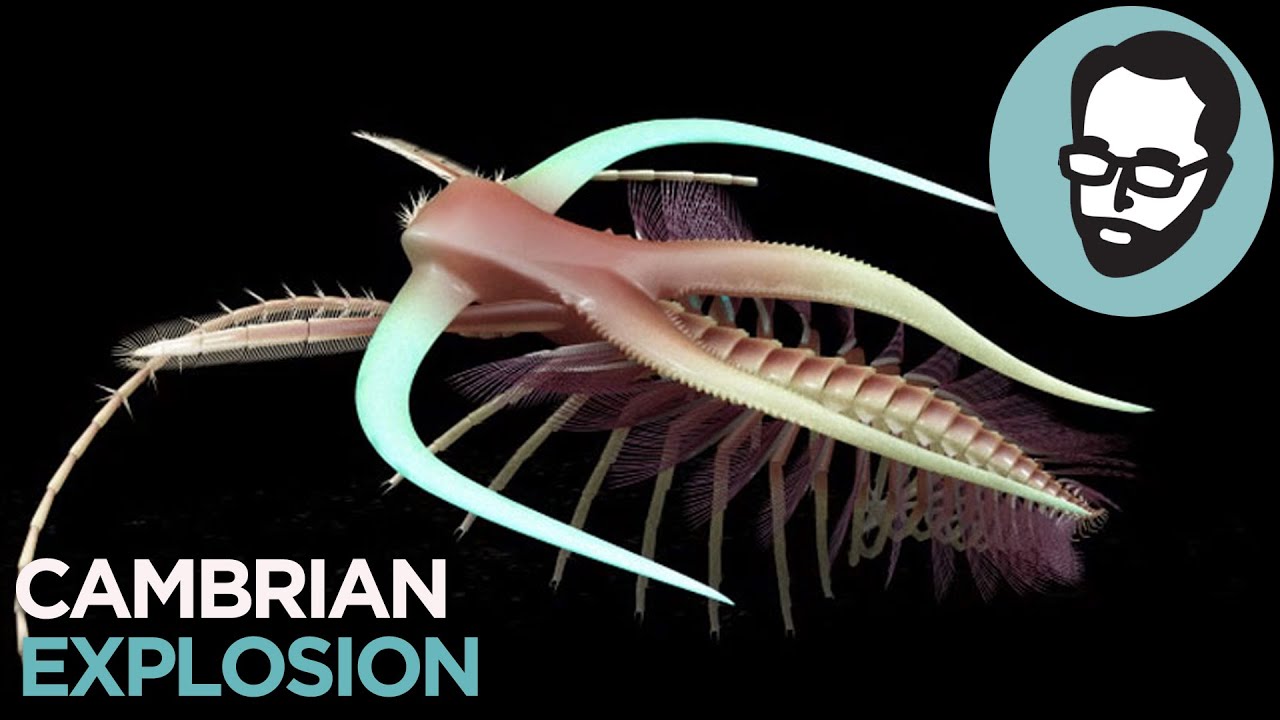 The Cambrian Period: Life's Prototype Stage | Random Thursday