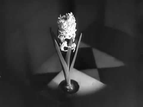 L'Etoile De Mer – 1928 Surrealism Film (Music by Holepunch Cloud)
