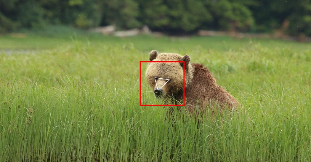 Training Facial Recognition on Some New Furry Friends: Bears