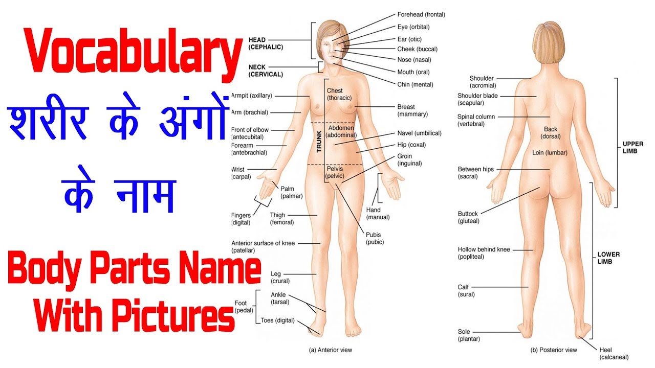 Body Parts Name with Picture and Hindi Meaning !! ENGLISH VOCABULARY !!