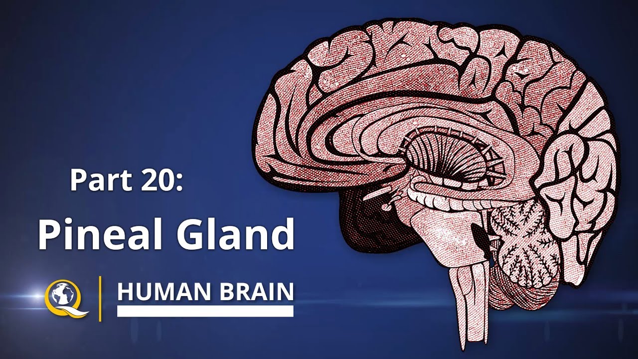 Pineal Gland – The Gateway to Expanded Consciousness – The Human Brain Series – Part 20