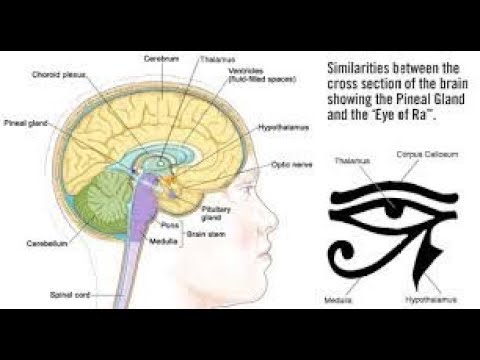 Christ consciousness, 33, Chrism, pineal gland and the Kundalini awakening, occult science
