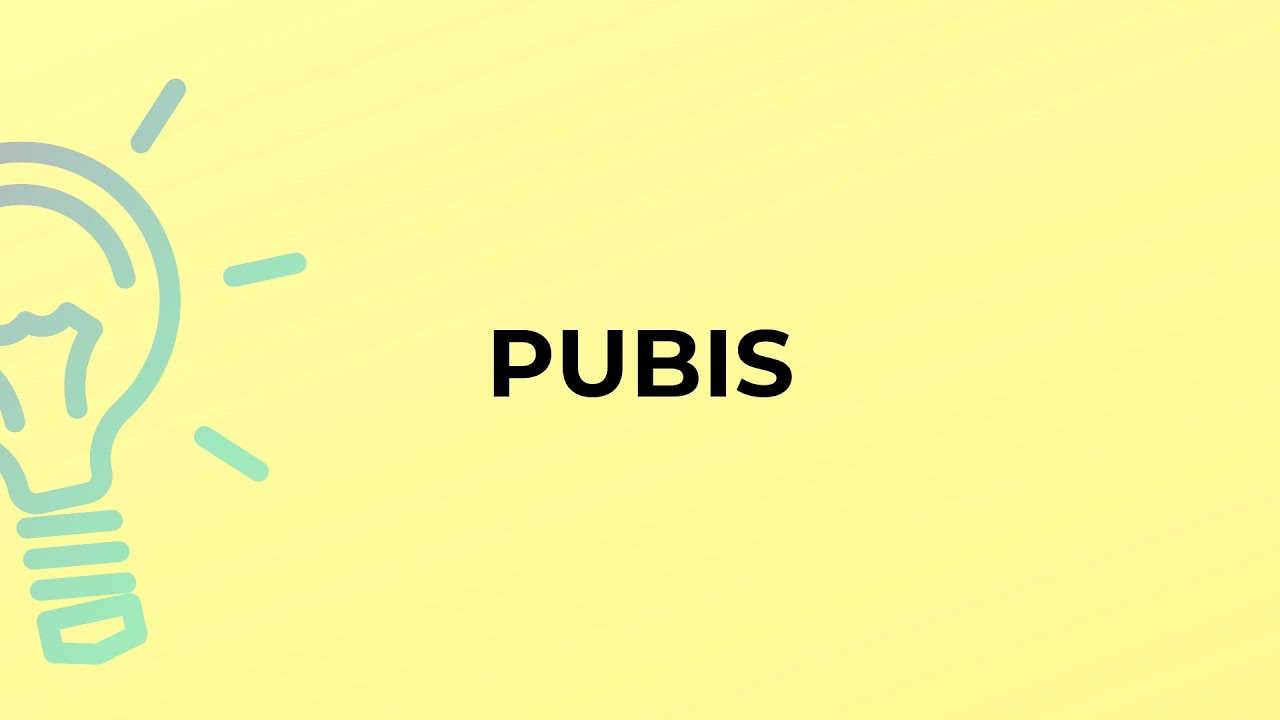 What is the meaning of the word PUBIS?
