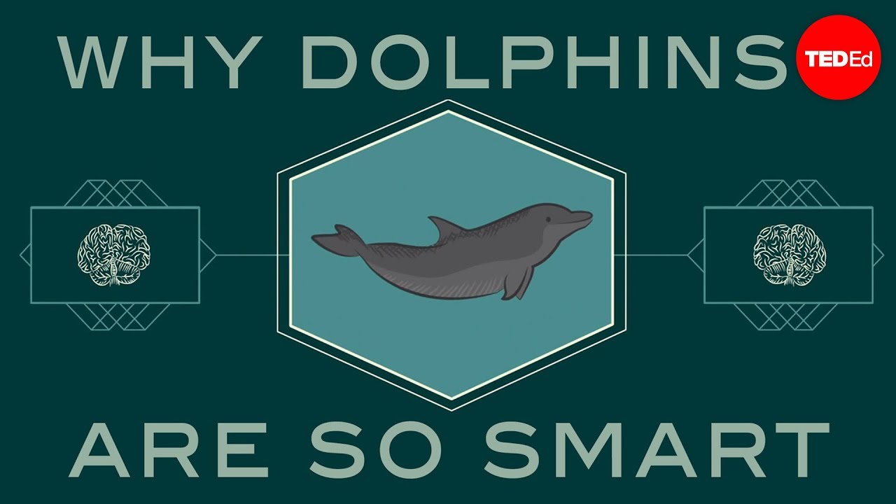 How smart are dolphins? – Lori Marino