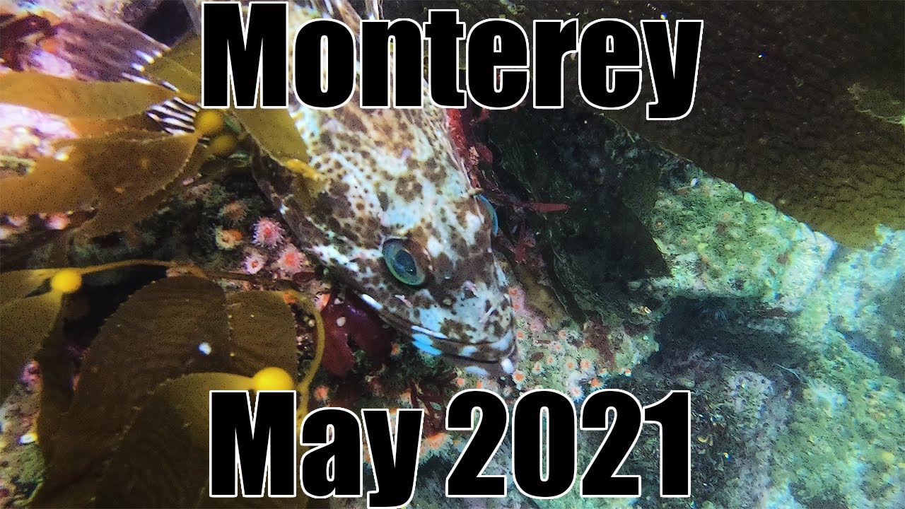 Monterey, California Diving May 2021