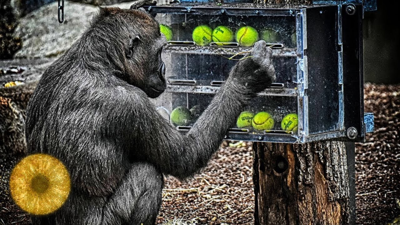 Animals more intelligent than expected: a role model for intelligent machines?