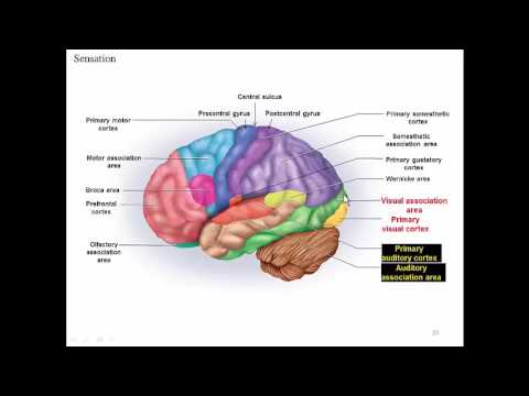 Cerebrum: Sensory and Motor Functions
