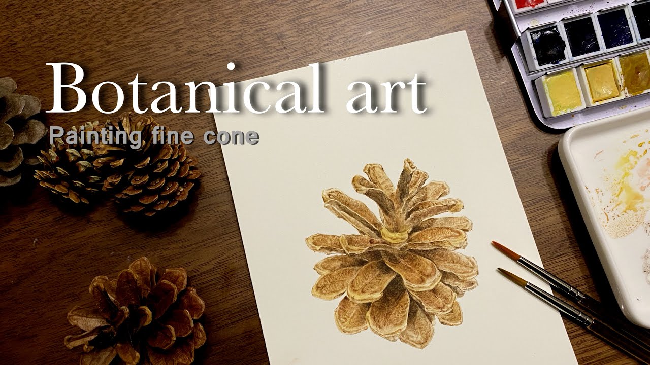 botanical art / Painting pinecone in watercolor