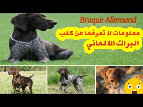 معلومات لا تعرفها عن كلب البراك الالماني Braque Allemand