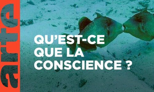 Les animaux ont-ils conscience d’eux-mêmes ? | 42, la réponse à presque tout | ARTE