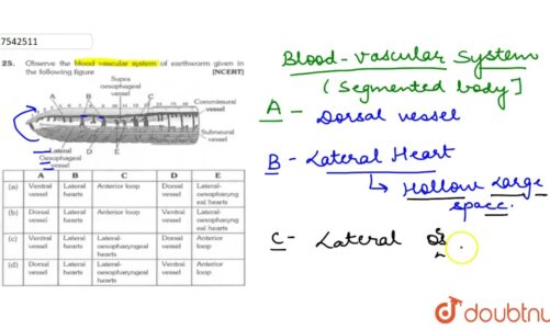 Observer the blood vascular system or earthworm given in the following figure | 11 | ANIMAL KING…