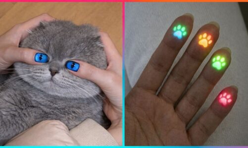 Creative Pet-Inspired Ideas That Are At Another Level ▶ 7